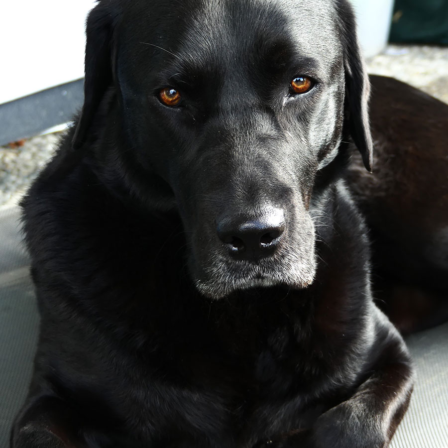 Die Hundeschule Hundeliebe hat einen vierbeinigen Assistenten, der im Bild gezeigt wird. Es handelt sich um einen schwarzen Labrador Retriever mit wunderschönen bernsteinfarbenen Augen.