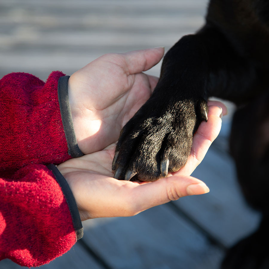 Vertrauen zwischen Mensch und Hund zeigt sich durch eine entspannt ruhende Pfote in Menschenhand.