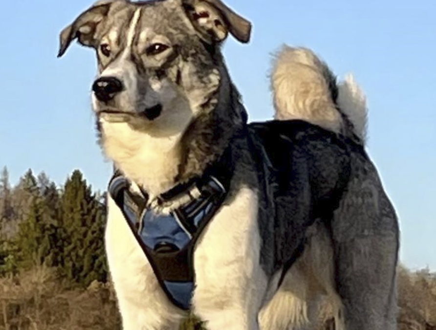 Kundenstimme zur Hundeschule Hundeliebe: Das Bild zeigt Chitto, einen rumänischen Tierschutzhund, der vieles durchgemacht hat. Nach dem Training mit Silke Berges ist er jetzt bei seiner Halterin angekommen und genießt sein Leben in Deutschland.