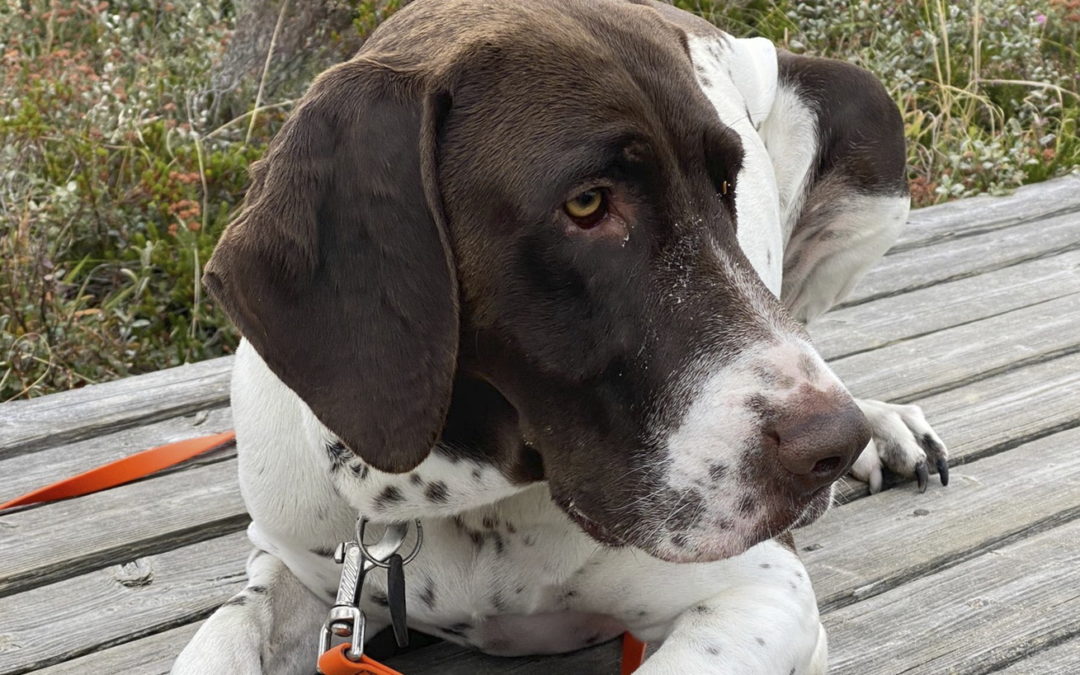 Kundenstimme zur Hundeschule Hundeliebe: Das Bild zeigt einen entspannten Kundenhund auf der Terrasse.