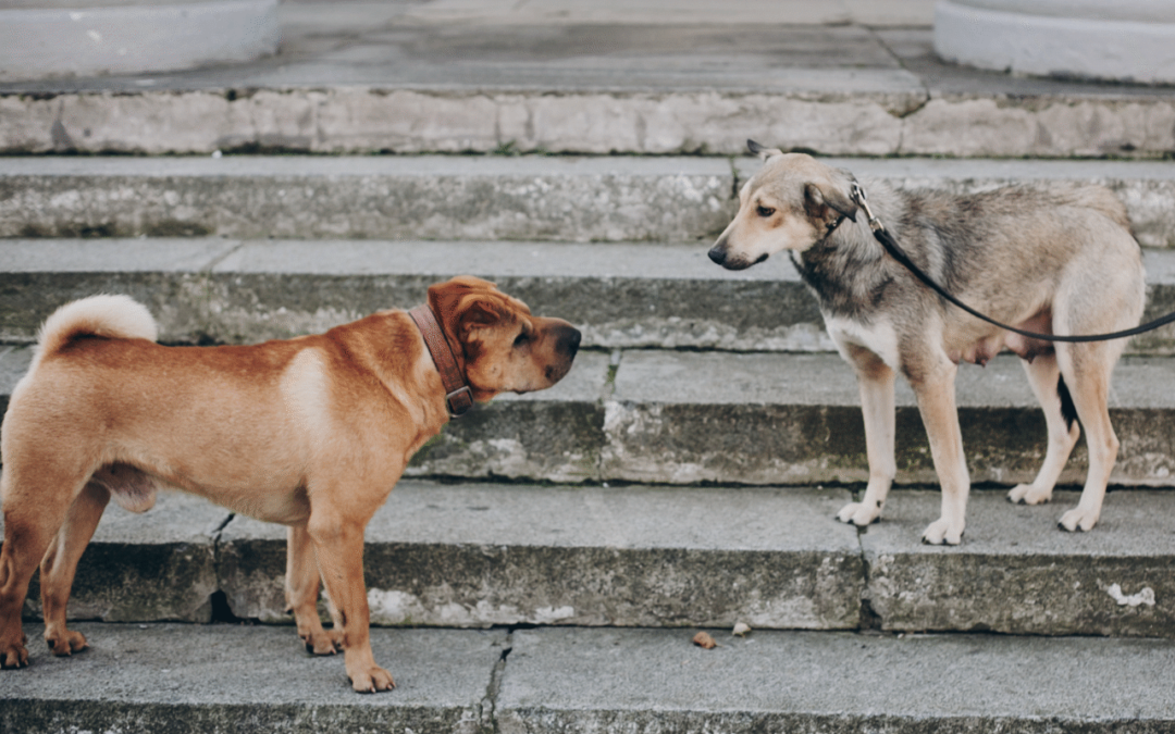 Tipp der Hundeschule Hundeliebe: Hunde sollten angeleint keinen körperlichen Kontakt zueinander haben, weil sie nicht so agieren, wie ohne Leine.