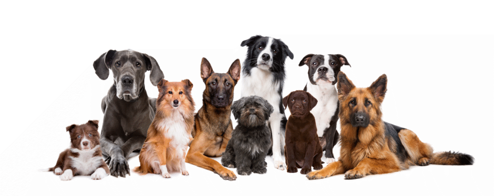 Es gibt ungefähr 350 unterschiedliche Hunderassen, die alle über rassespezifische Eigenschaften verfügen.