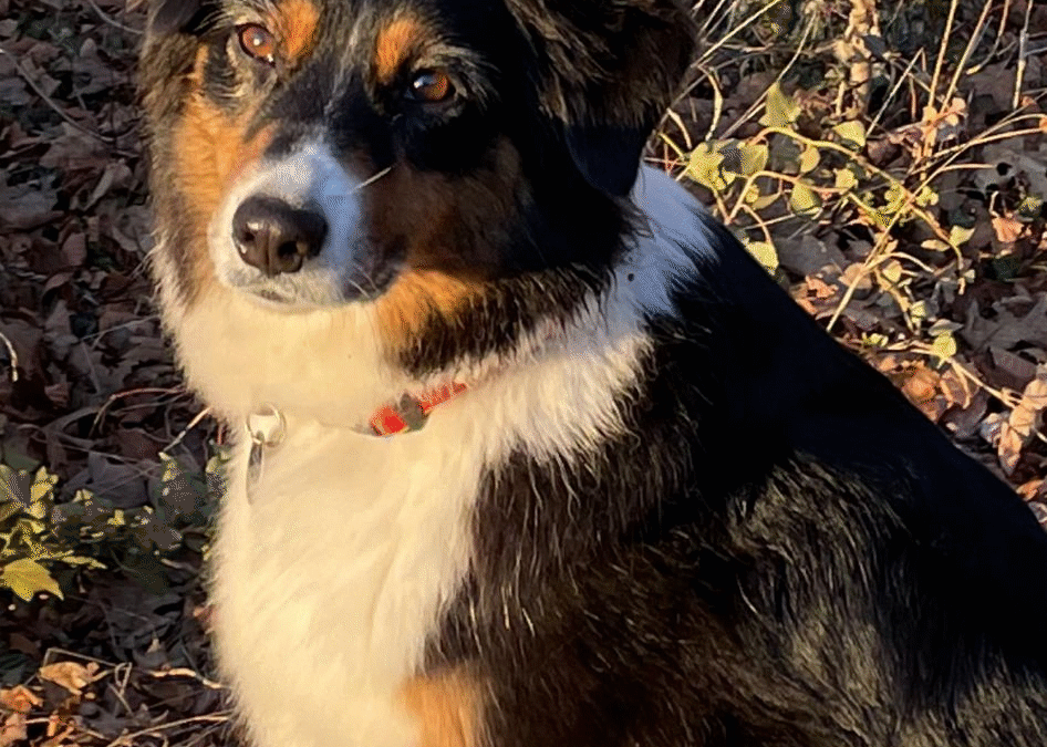 Kundenstimme zur Hundeschule Hundeliebe: Holly ist eine Australian Shepherd Hündin und zeigt sich hier in der Abendsonne von ihrer besten Seite.