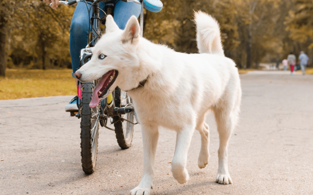 Tipp der Hundeschule Hundeliebe: Fahrradfahren mit Hund will gelernt sein. Wie man dem Hund ans Rad gewöhnt.