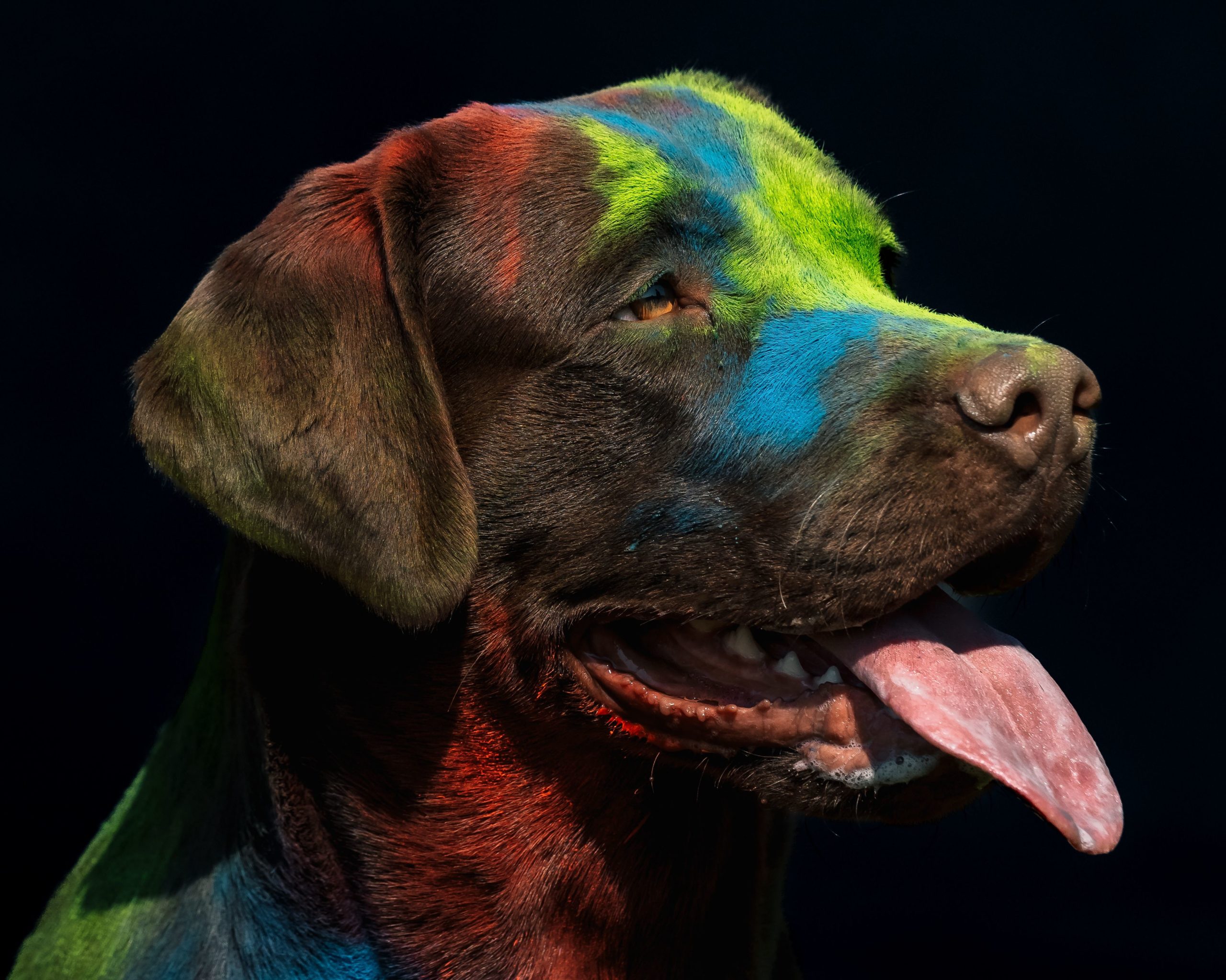 Es werden während des Holi Dog Shootings auch Portraitbilder des Hundes erstellt.