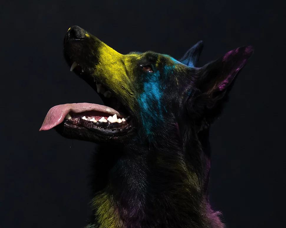 Dieser Schäferhund im Profil mit den tollen Puderfarben schafft eine Erinnerung für die Ewigkeit.