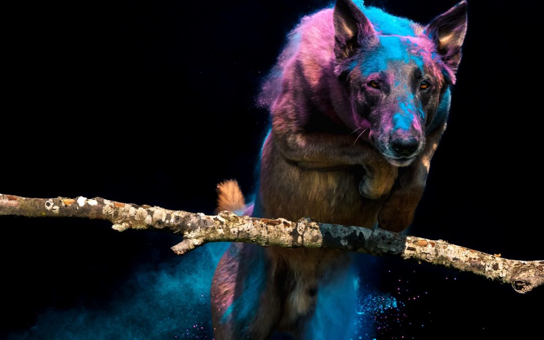 Hundeschule Hundeliebe Silke Berges: Die volle Dynamik eines Hundes zeigt sich auf diesem Bild. Der Schäferhund lebt seine ganze Kraft aus. Ein extravagantes Bilder für die Ewigkeit.