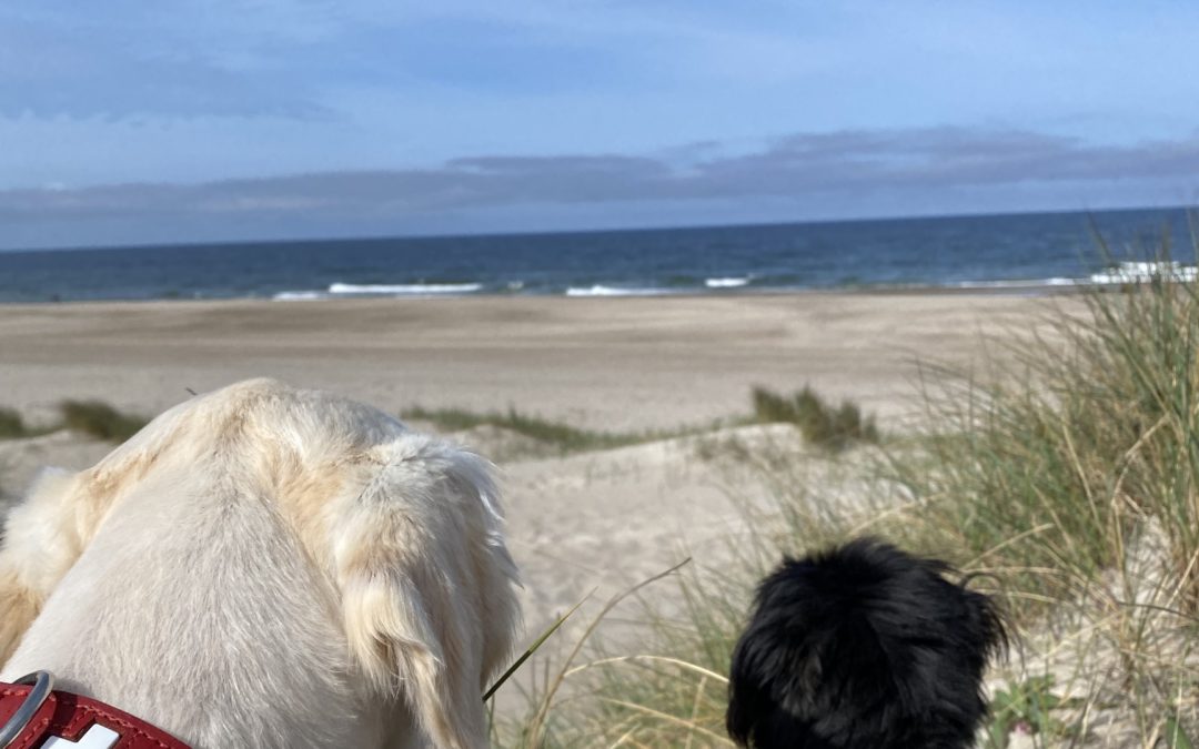 Kundenstimme zur Hundeschule Hundeliebe: Nach dem Urlaub am Bodensee erreichte mich dieses tolle Foto von Paula und Lotta am Meer. Toll, dass unser Coaching solche Veränderungen geschaffen hat.