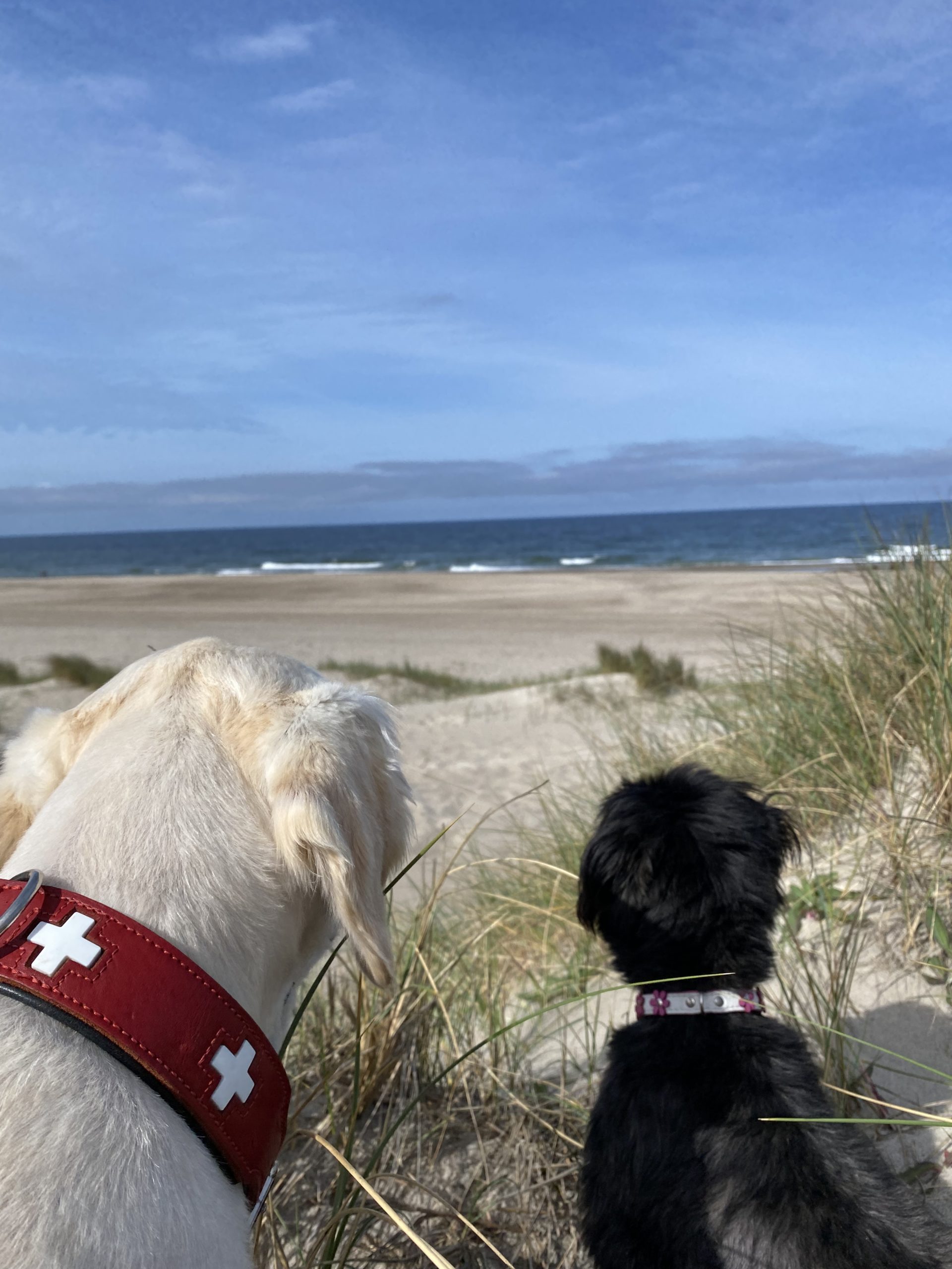 Kundenstimme zur Hundeschule Hundeliebe: Nach dem Urlaub am Bodensee erreichte mich dieses tolle Foto von Paula und Lotta am Meer. Toll, dass unser Coaching solche Veränderungen geschaffen hat.