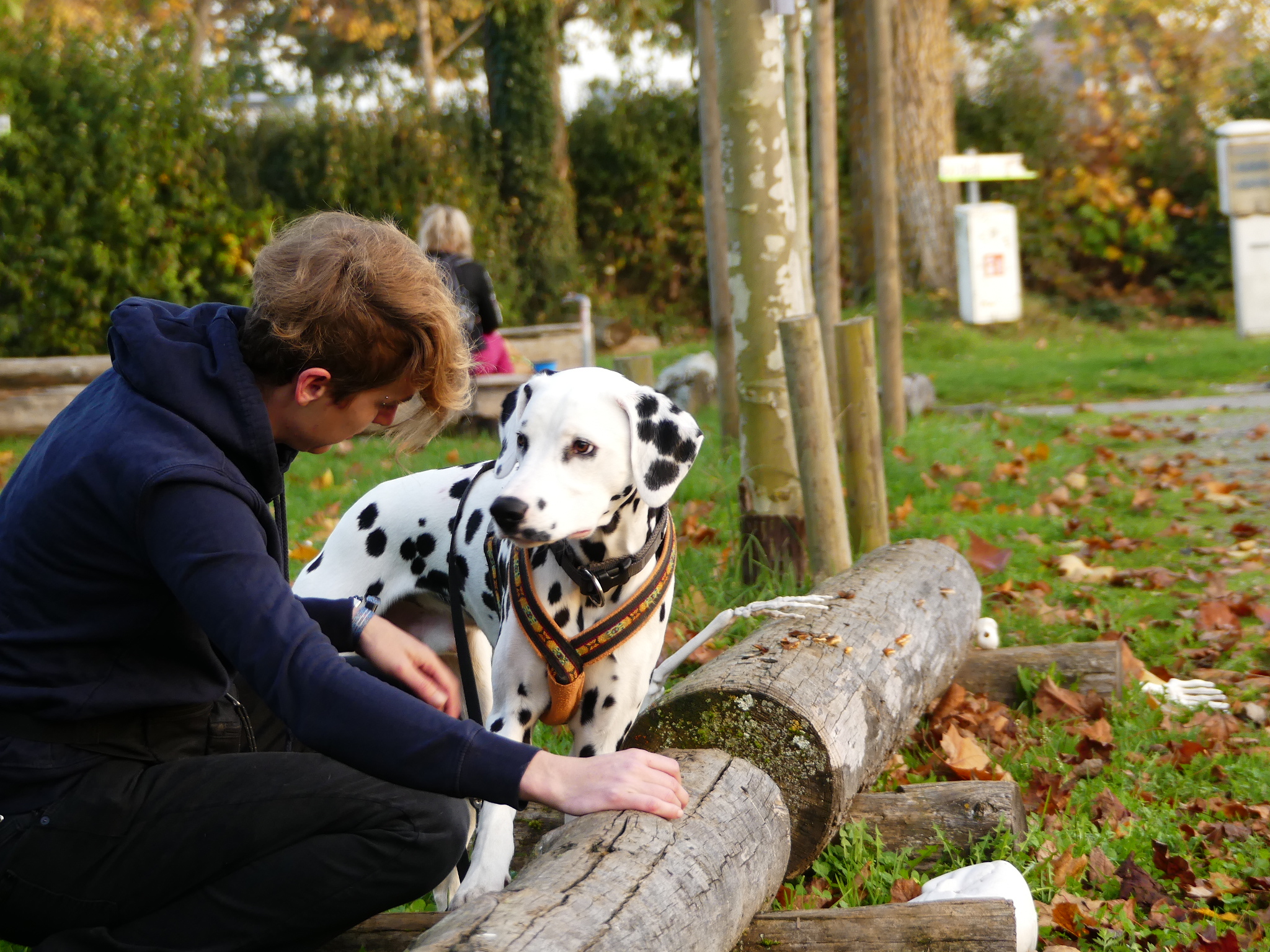 Es ist wichtig, mit seinem Hund kommunizieren zu können. Hier sieht man Dalmatiner Freddy mit seinem Frauchen Verena im Gespräch. Soll ich das jetzt echt machen Frauchen?