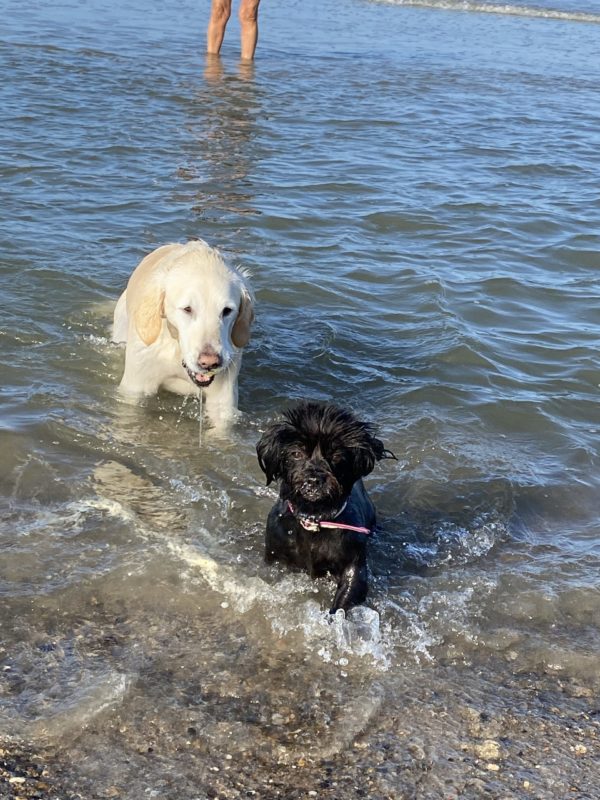 Kundenstimme zur Hundeschule Hundeliebe: Paula und Lotta baden für ihr Leben gerne im Meer. Und man kann sehen, dass sich die 15jährige Paula immer noch pudelwohl im Wasser fühlt.