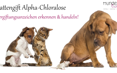 Rattengift Alpha-Chloralose – tödliche Gefahr