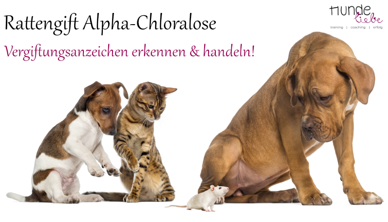 Rattengift Alpha-Chloralose – tödliche Gefahr