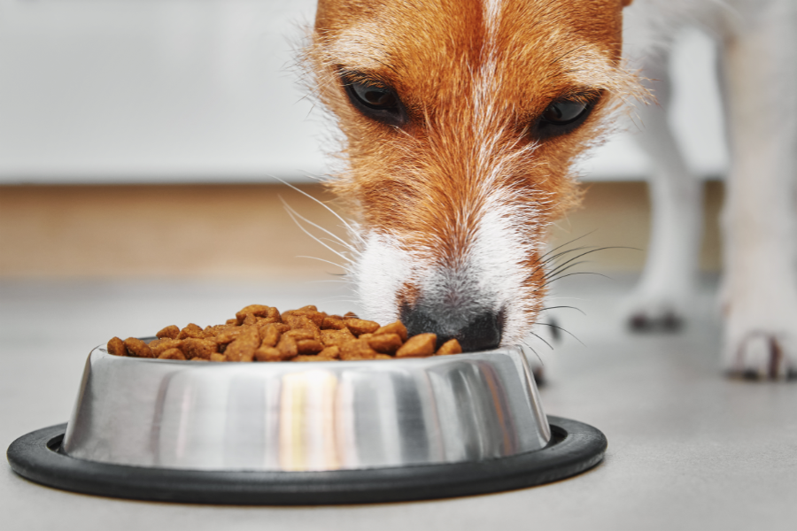 Auf diesem Bild sehen wir einen fressenden Hund, der Trockenfutter aus seinem Napf bekommt. Hundefutter kann trocken oder nass sein, oder aber auch in Form von Rohfleisch verabreicht werden.