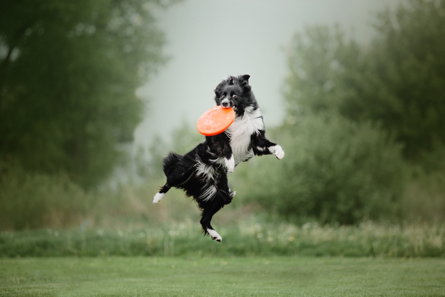 Ein Border Collie in seinem Element. Er fängt im Sprung eine Frisbee mit einer beeindruckenden Präzision. Ein Sporthund wie aus dem Bilderbuch.