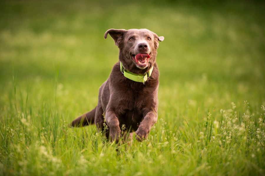 Auf dem Bild sieht man einen vitalen Labrador, der freudig über eine Wiese rennt. Offensichtlich hat er viel Spaß dabei.