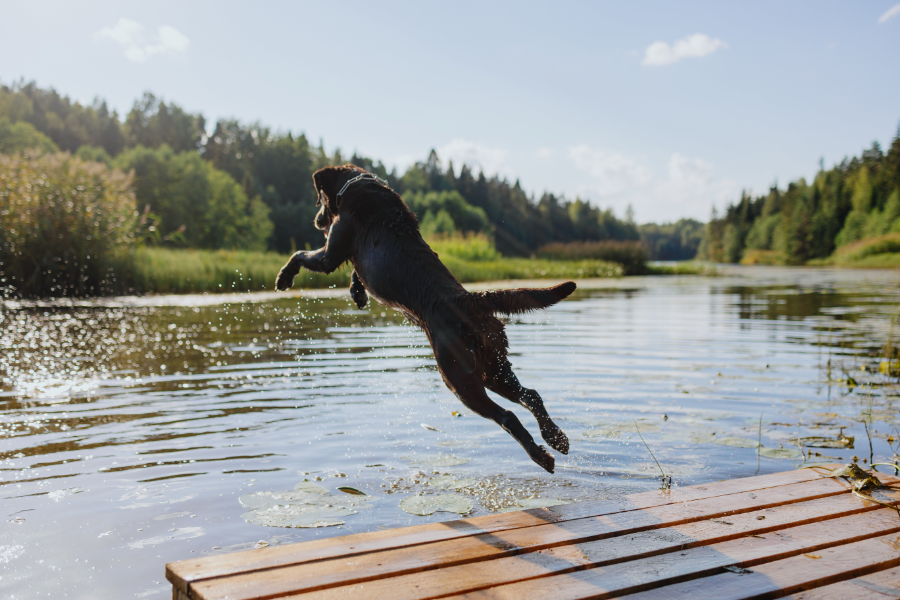 Ein Labrador ist eine Wasserhund, was dieses Bild auf beeindruckende Weise zeigt. Er springt mit Elan und viel Sprungkraft von einem Steck ins Wasser. Hurra, ein wundervoller Moment.