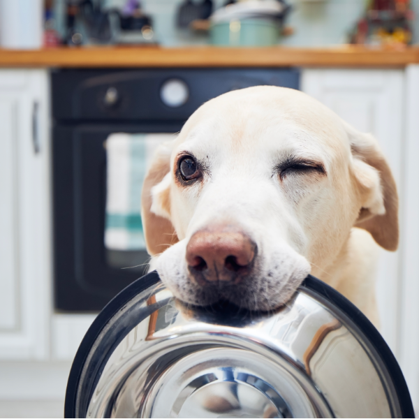 Die Hundeschule Hundeliebe ist Markenbotschafter des Alpenwuff Trockenfutters. Wie wichtig gesunde Ernährung ist, erfahrt ihr in diesem Blogbeitrag. Auf dem Foto sieht man einen Labrador, der seinen Napf trägt und verschwörerisch zwinkert.