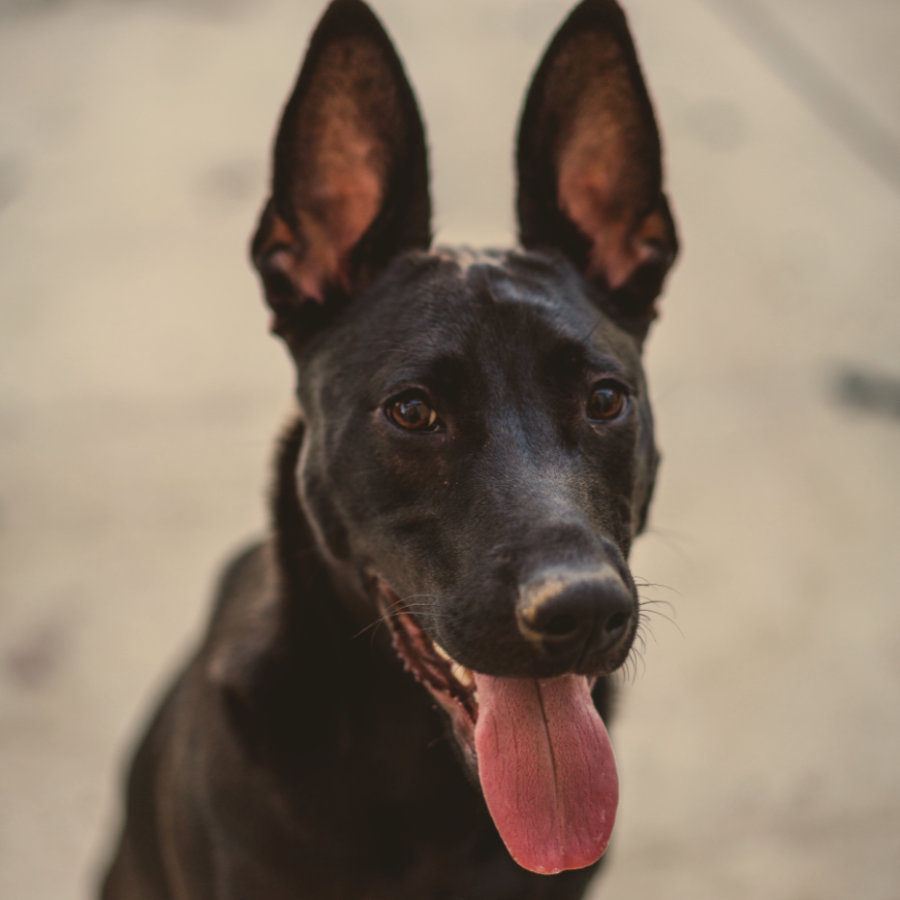 Hundeschule-Hundeliebe_Silke-Flora-neu Biografie Silke Berges Hundeschule Hundeliebe. Flora war eine schwarze Schäferhund-Mischlingsdame, die leider an ihrem ersten Silvester in Panik entlaufen ist. Wir haben erst 2 Jahre später erfahren, dass sie ca. 23 km entfernt bei einer anderen Familie Zuflucht gefunden hat.
