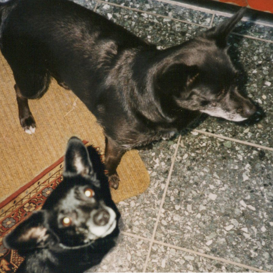 Hundeschule-Hundeliebe_Silke-Jessi Biografie Silke Berges Hundeschule Hundeliebe. Jessi war mein erster Hund. Sie war eine schwarze reinrassige Promenandenmischung aus der Nachbarschaft. Eine kleine schwarze Hündin mit weißem Bruststreifen, einem stehenden und einem hängenden Ohr und einem Loch in der Zunge.