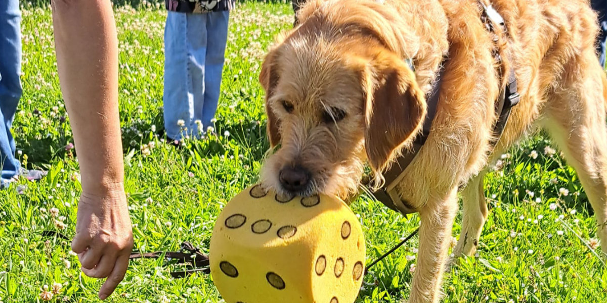Hundeschule Hundeliebe Schulhund-Ausbildung Enni In der Schulhund-Ausbildung bei der Hundeschule Hundeliebe lernt man, wie man den Hund in den Unterricht einbinden kann. Hier sieht man Enni beim Würfeln für Mathematik-Aufgaben.