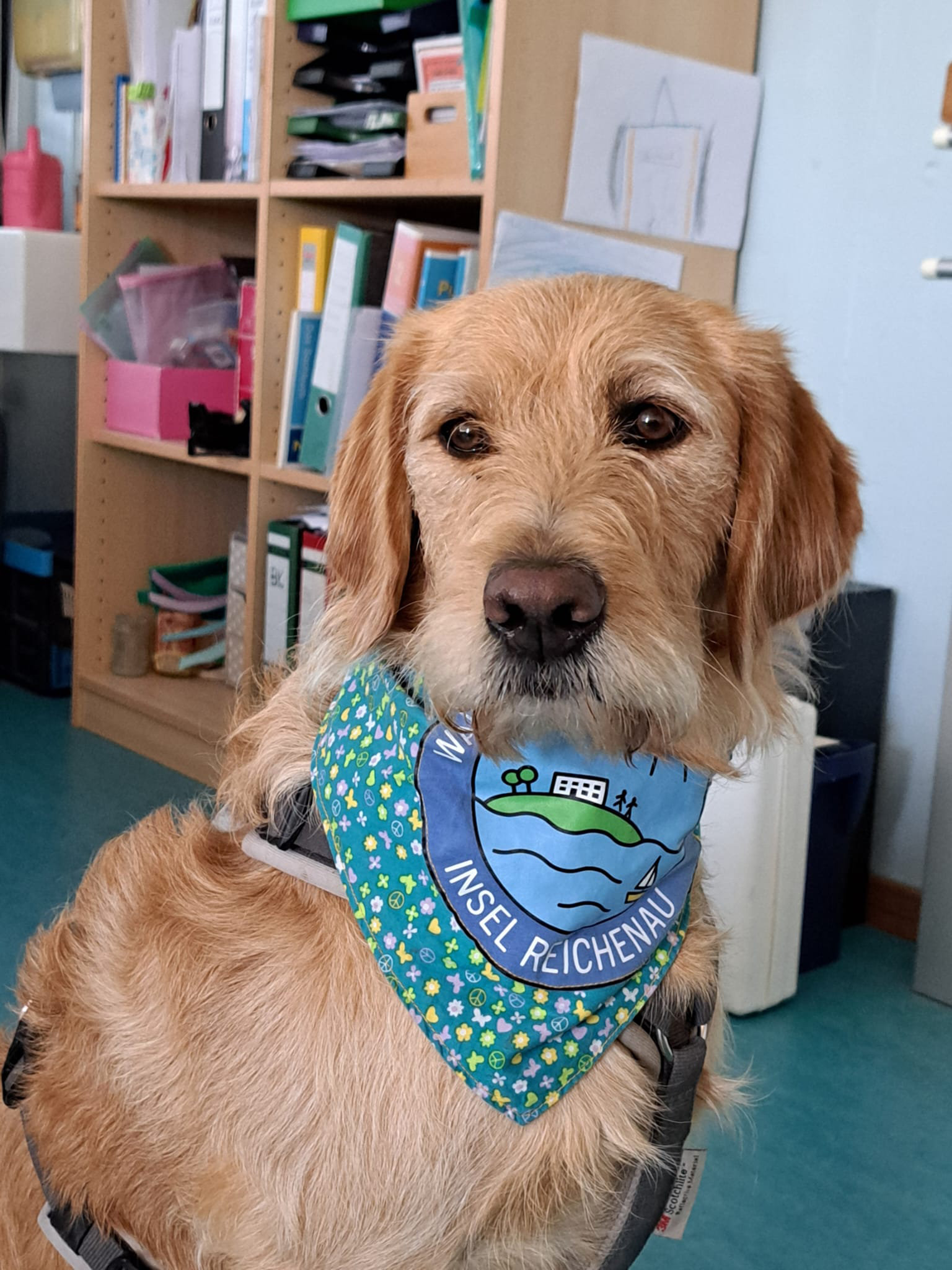 Hundeschule-Hundeliebe_Schulhund-Enni_Klassenzimmer Am 19. Mai 2025 wurde Schulhund Enni in einer praktischen Unterrichtseinheit geprüft und gemeinsam mit ihrer Lehrkraft erfolgreich die Schulhund-Ausbildung abgeschlossen.