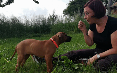 Wer ist Silke Berges?  Teil 1: meine Hunde