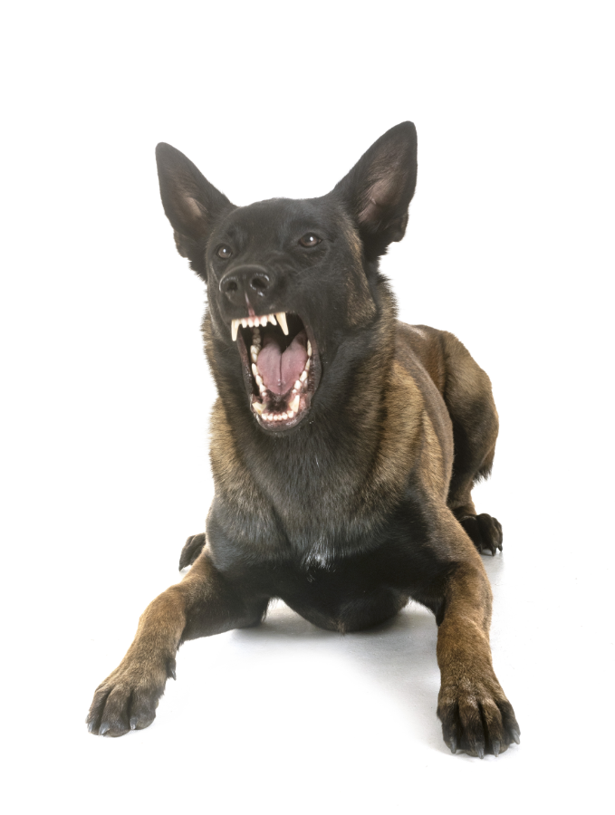 Hundeschule-Hundeliebe_drohendes-Hundeverhalten Die Hundeschule Hundeliebe möchte aufklären: es ist wichtig, einen Hund lesen zu lernen, um korrekt und angemessen reagieren zu können.