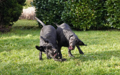 Junghundetraining Bodensee | Junghunde Intensiv Coaching Insel Reichenau 02.01.2026